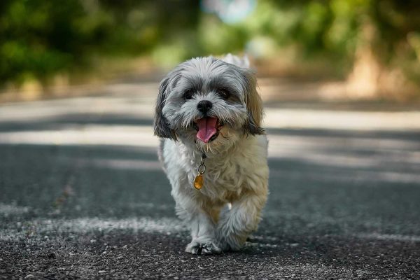 Dog-friendly Cafés in London