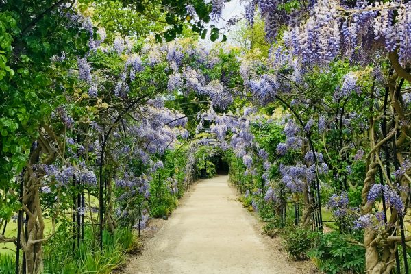 London’s Spring Gardens and Flower Shows 2024